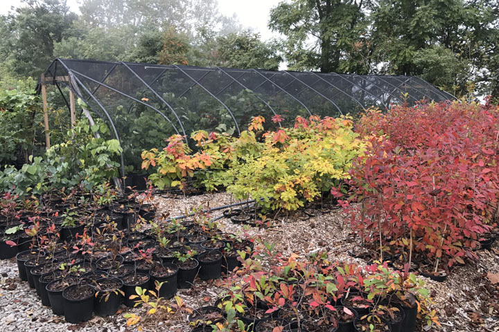 Community Tree Nursery