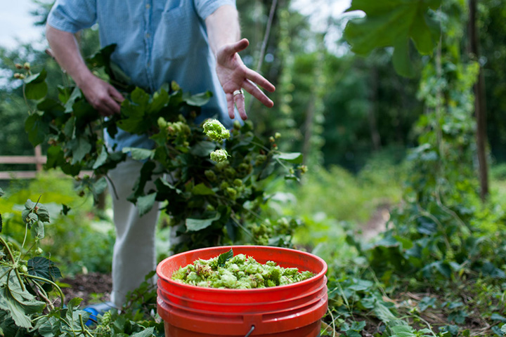 Garfield Hops Project