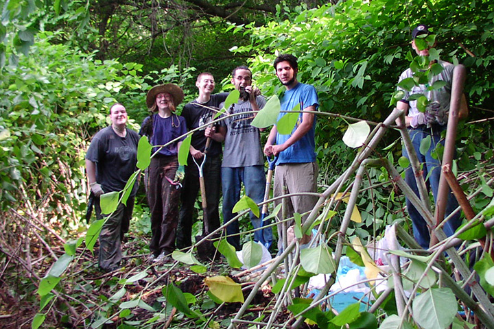 Knotweed Project